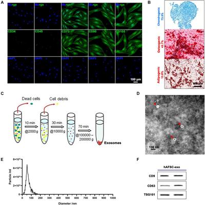 Human Amniotic Fluid Stem Cell-Derived Exosomes as a Novel Cell-Free Therapy for Cutaneous Regeneration